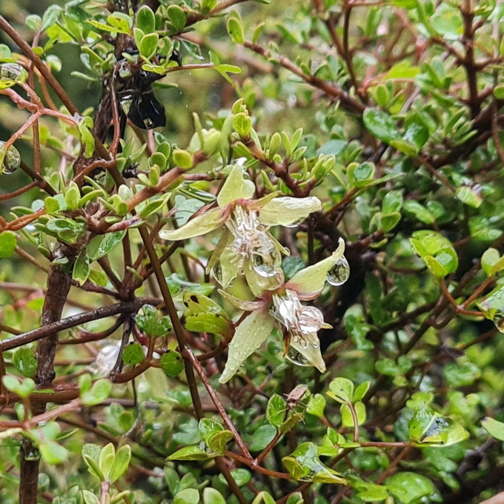 Clématite - Clematis marata