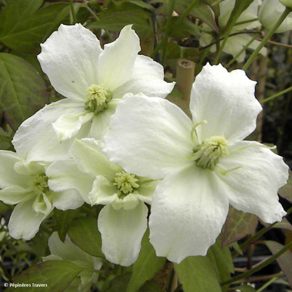 Clematis montana Starlet White Perfume - Clematide