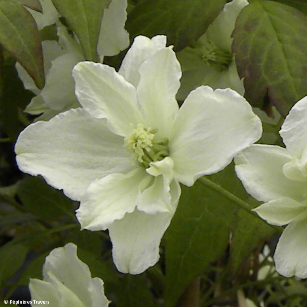 Clematis montana Starlet White Perfume - Clematide