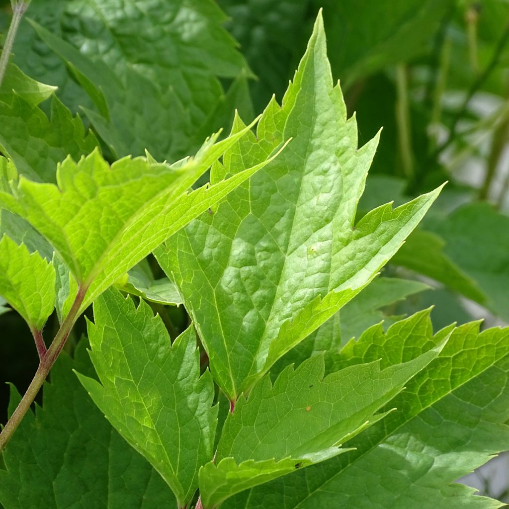 Clématite - Clematis stans