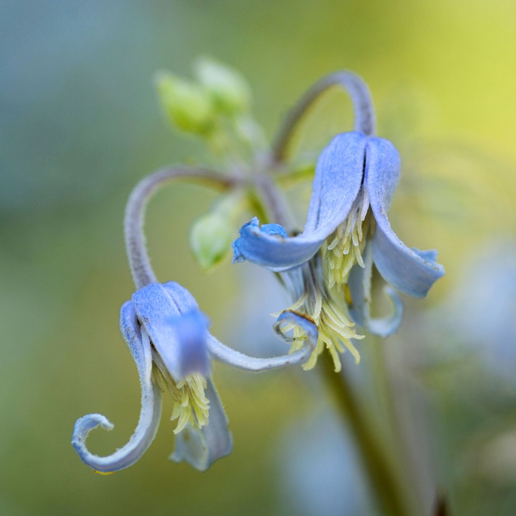 Clematis stans - Clematide