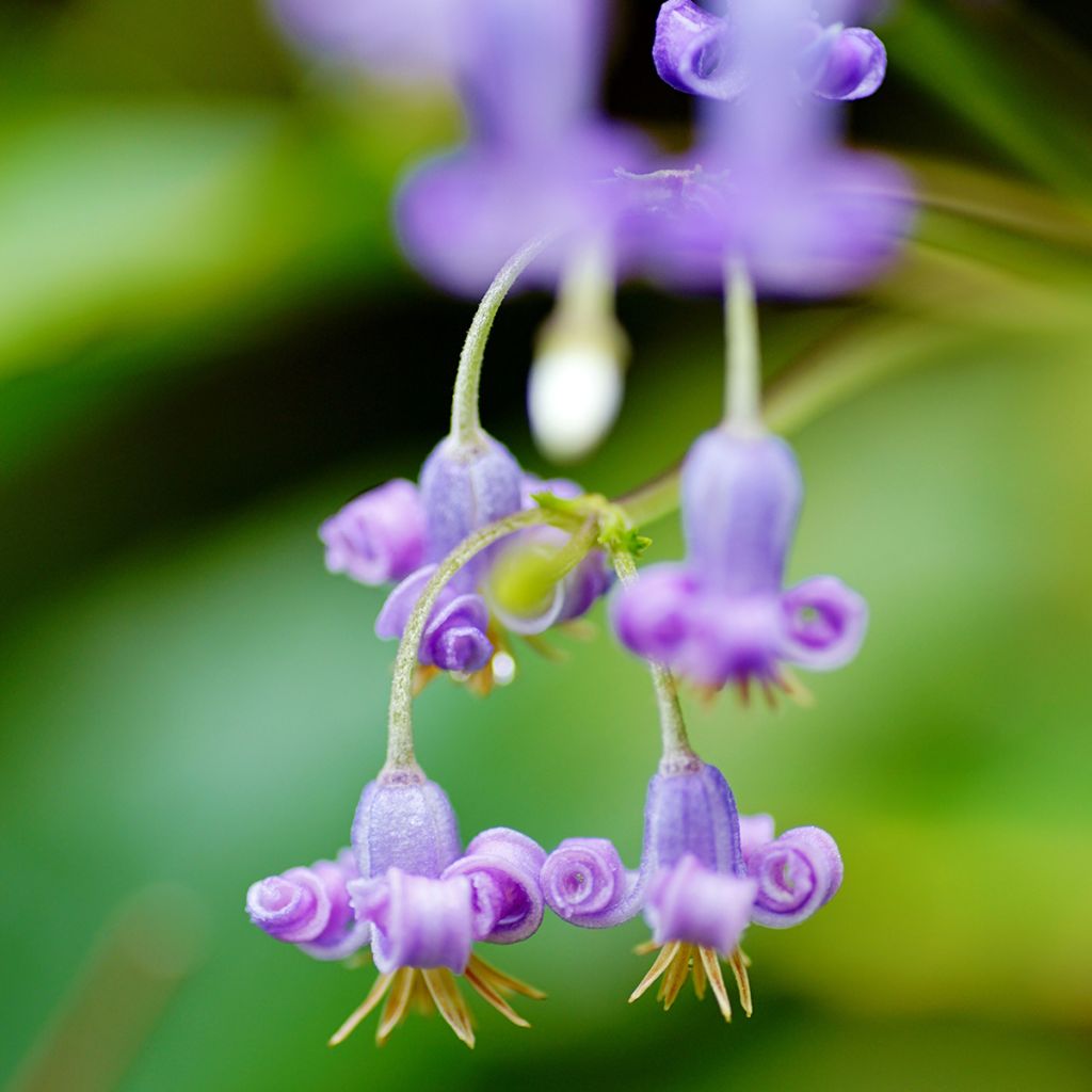 Clematis stans - Clematide