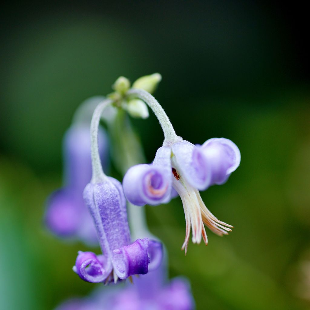 Clematis stans - Clematide