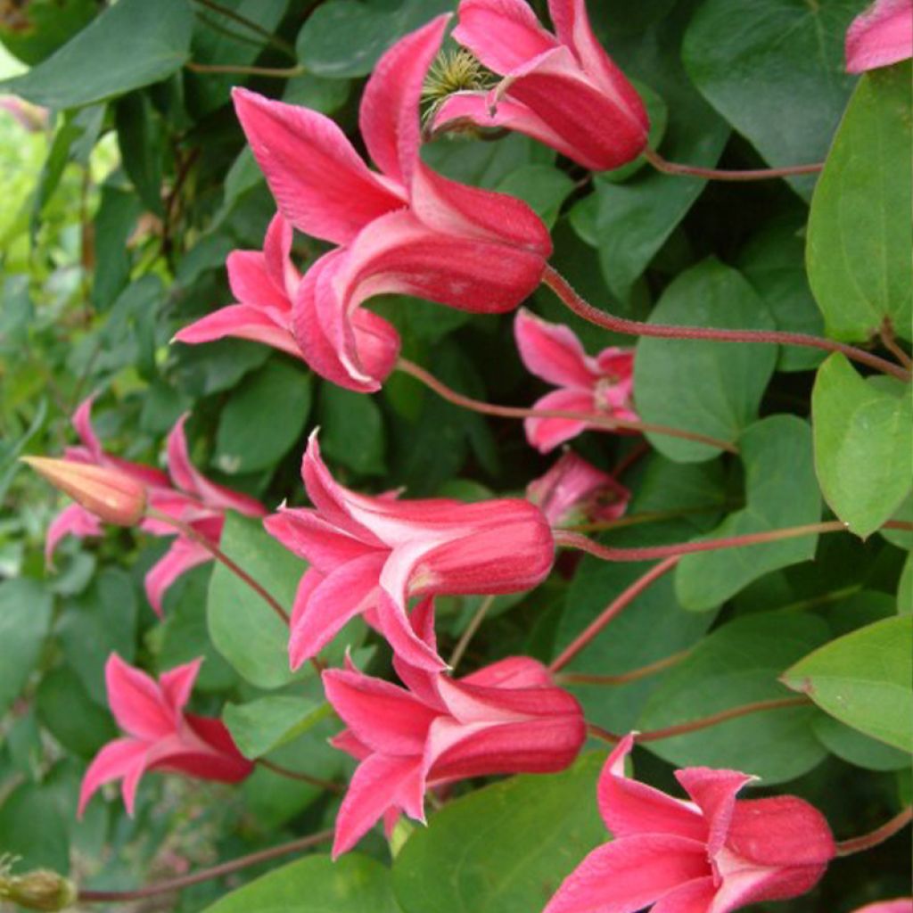 Clematis texensis Princess Diana - Clematide