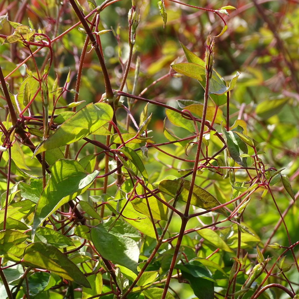 Clematis texensis Princess Diana - Clematide