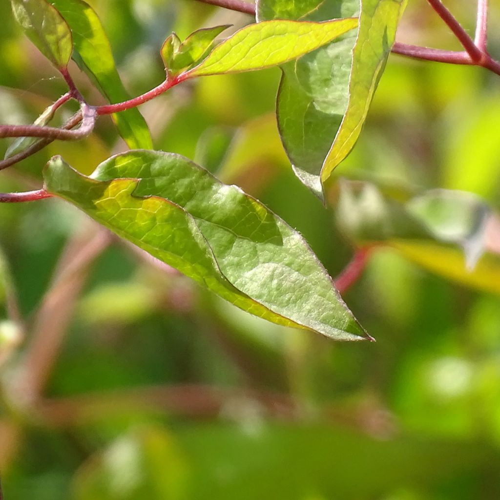 Clematis texensis Princess Diana - Clematide