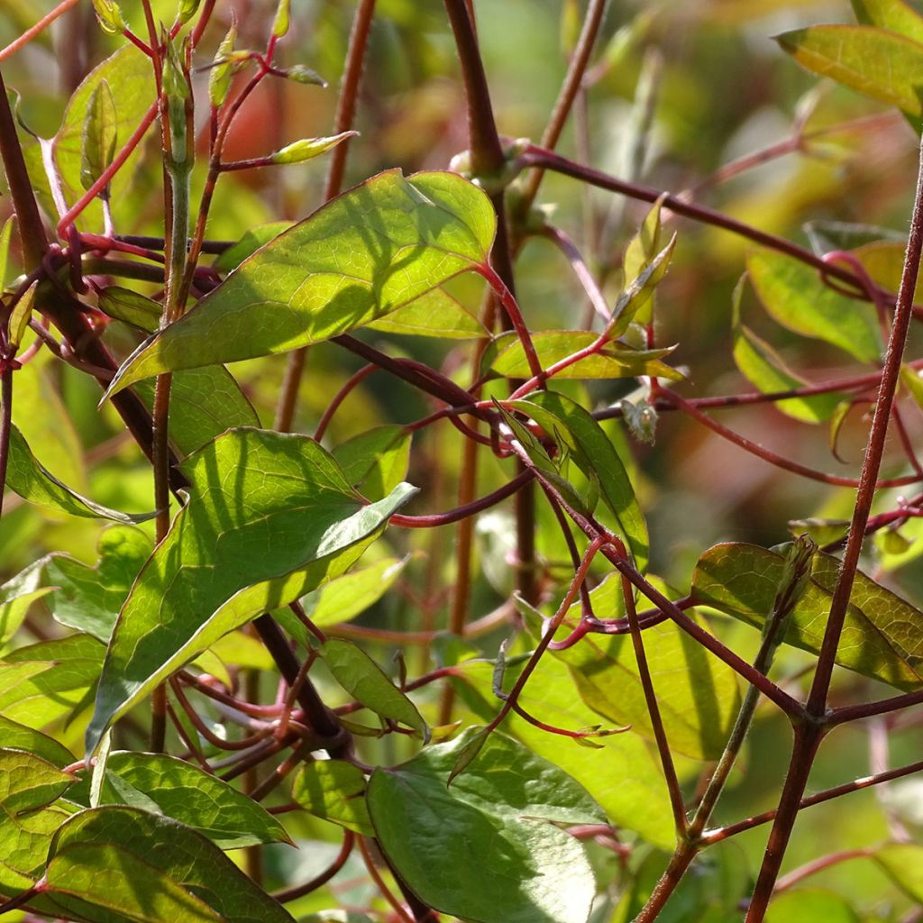 Clematis texensis Princess Diana - Clematide