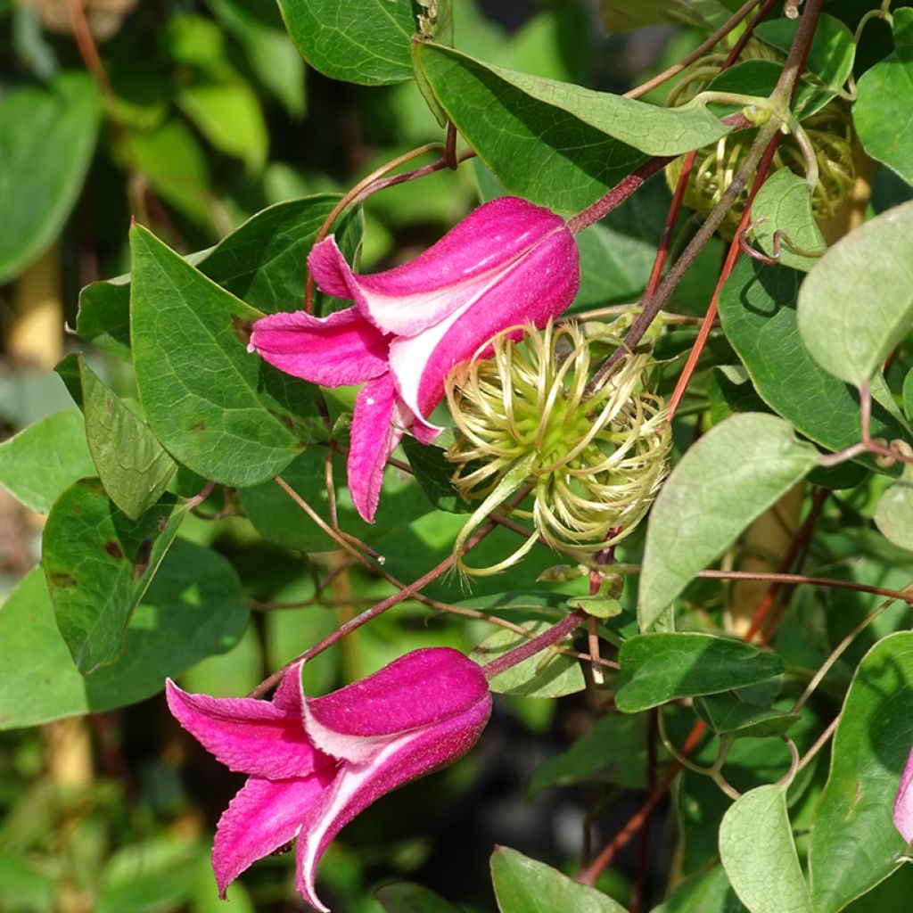 Clematis texensis Princess Diana - Clematide