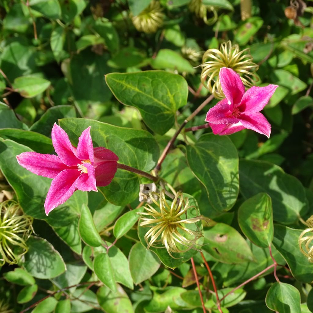 Clematis texensis Princess Diana - Clematide