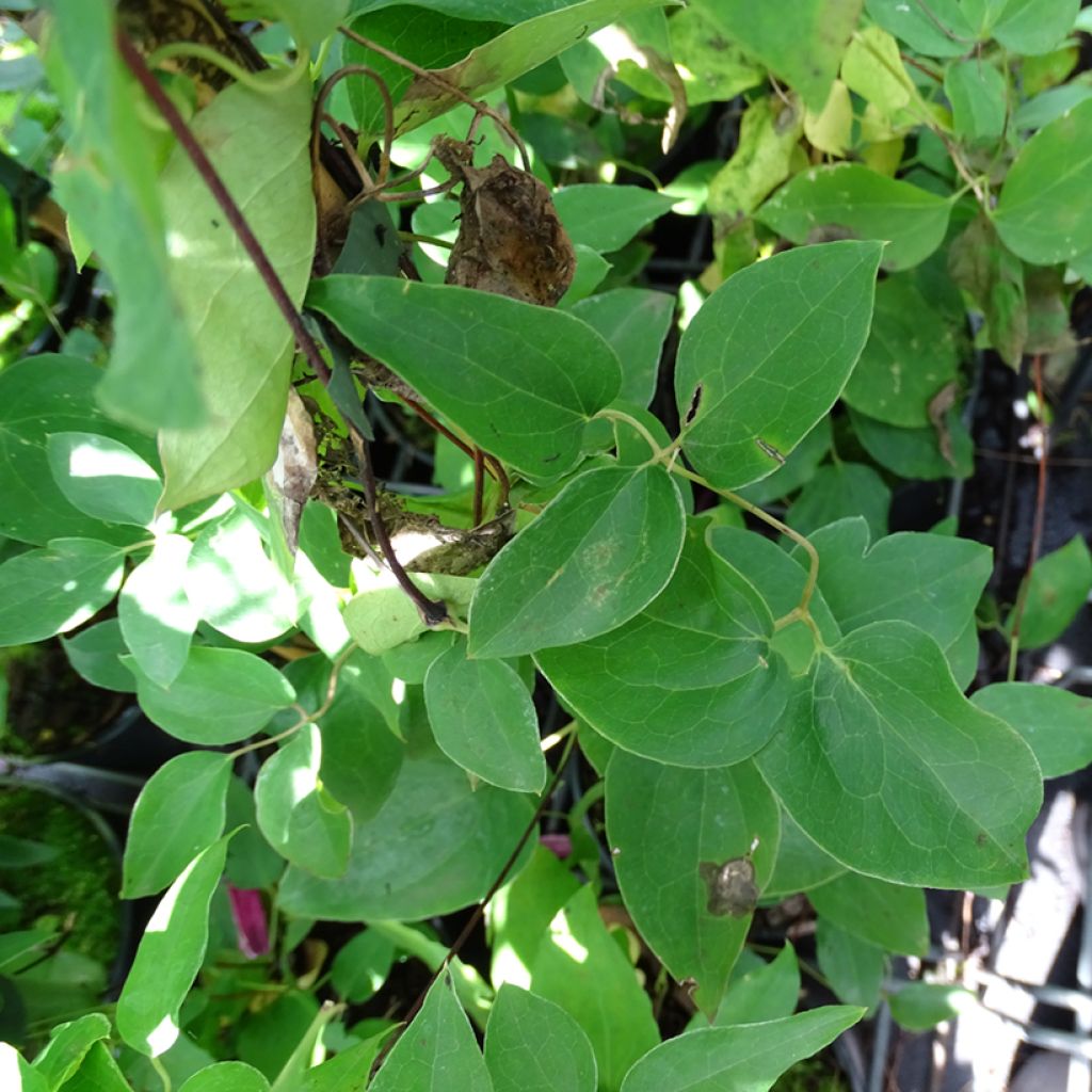 Clematis texensis Princess Diana - Clematide