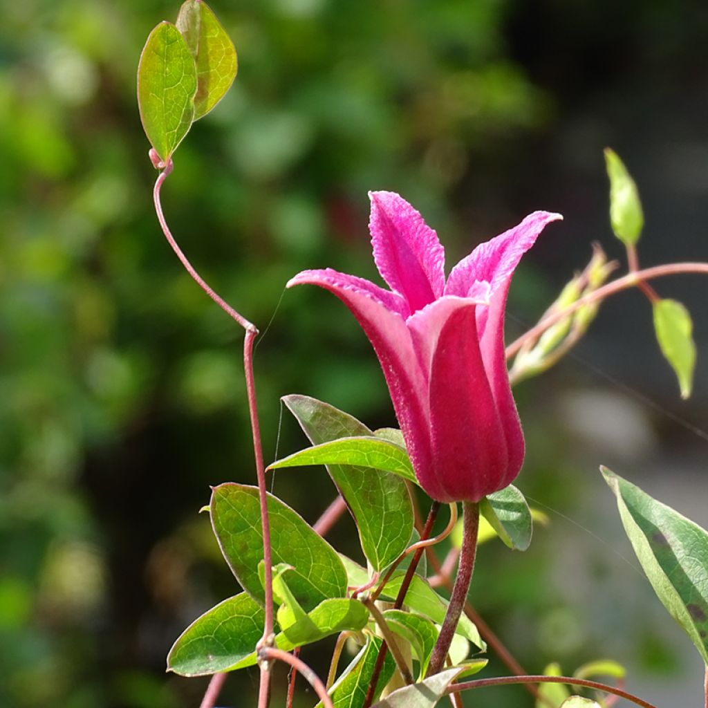 Clematis texensis Princess Diana - Clematide