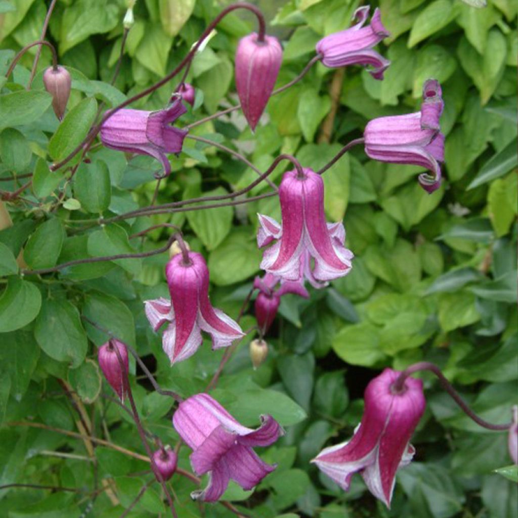 Clematis viticella Queen Mother - Clematide