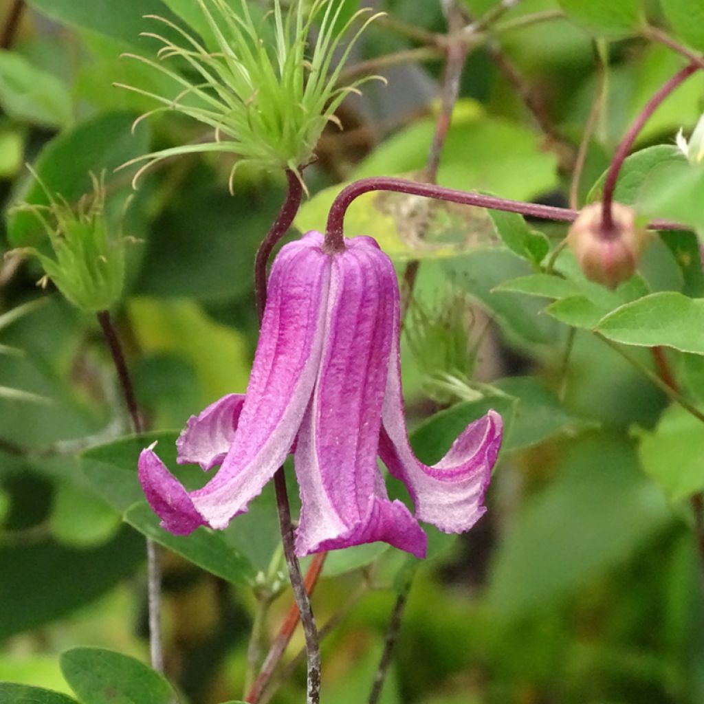 Clematis viticella Queen Mother - Clematide