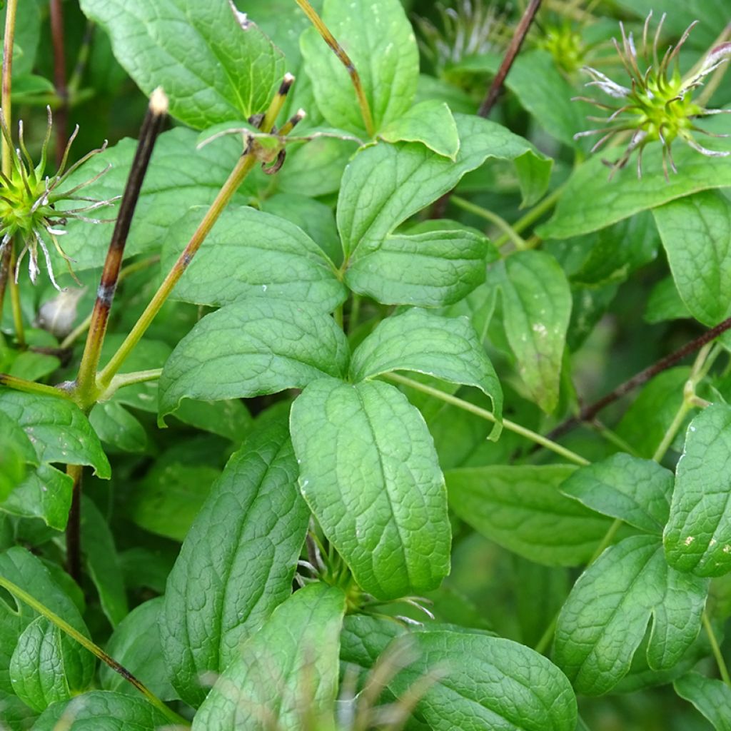 Clematis viticella Rosalyn - Clematide