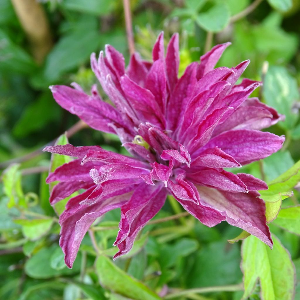 Clematis viticella Rosalyn - Clematide