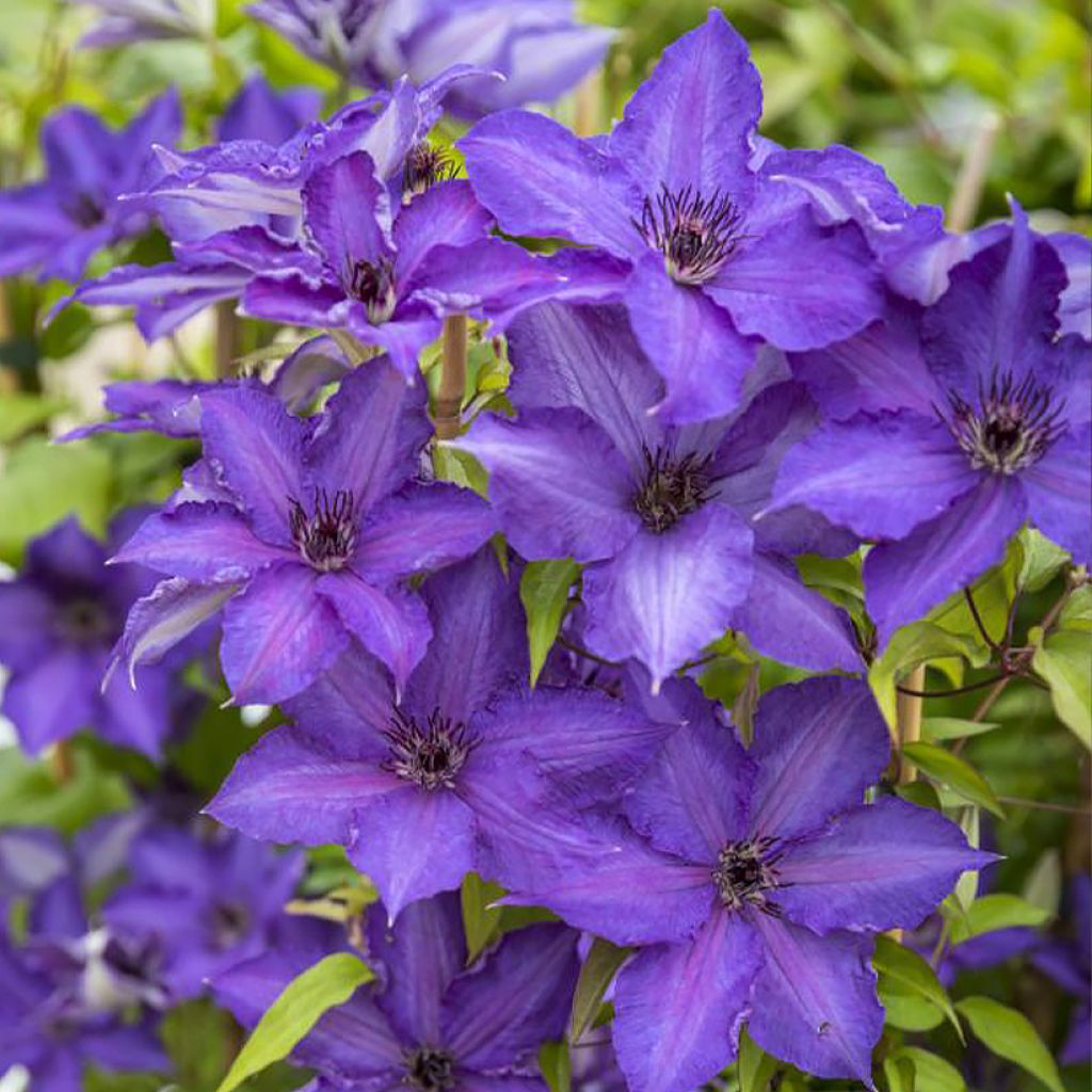 Clematis Viva la Vida - Clematide