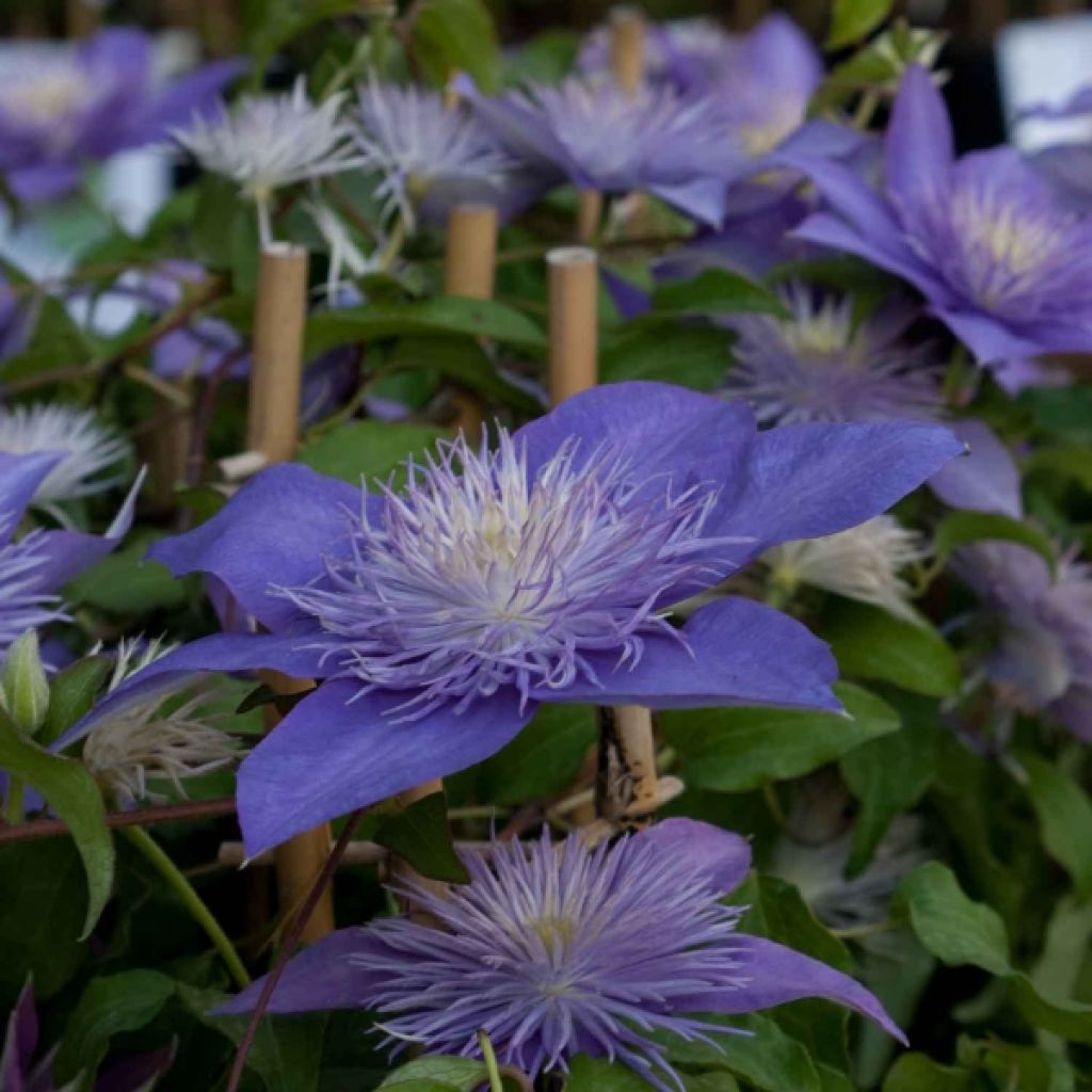 Clematis Crystal Fountain - Clematide