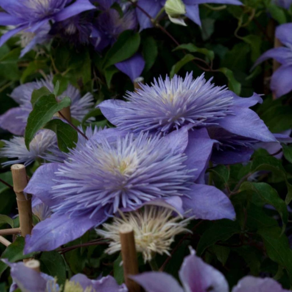 Clematis Crystal Fountain - Clematide