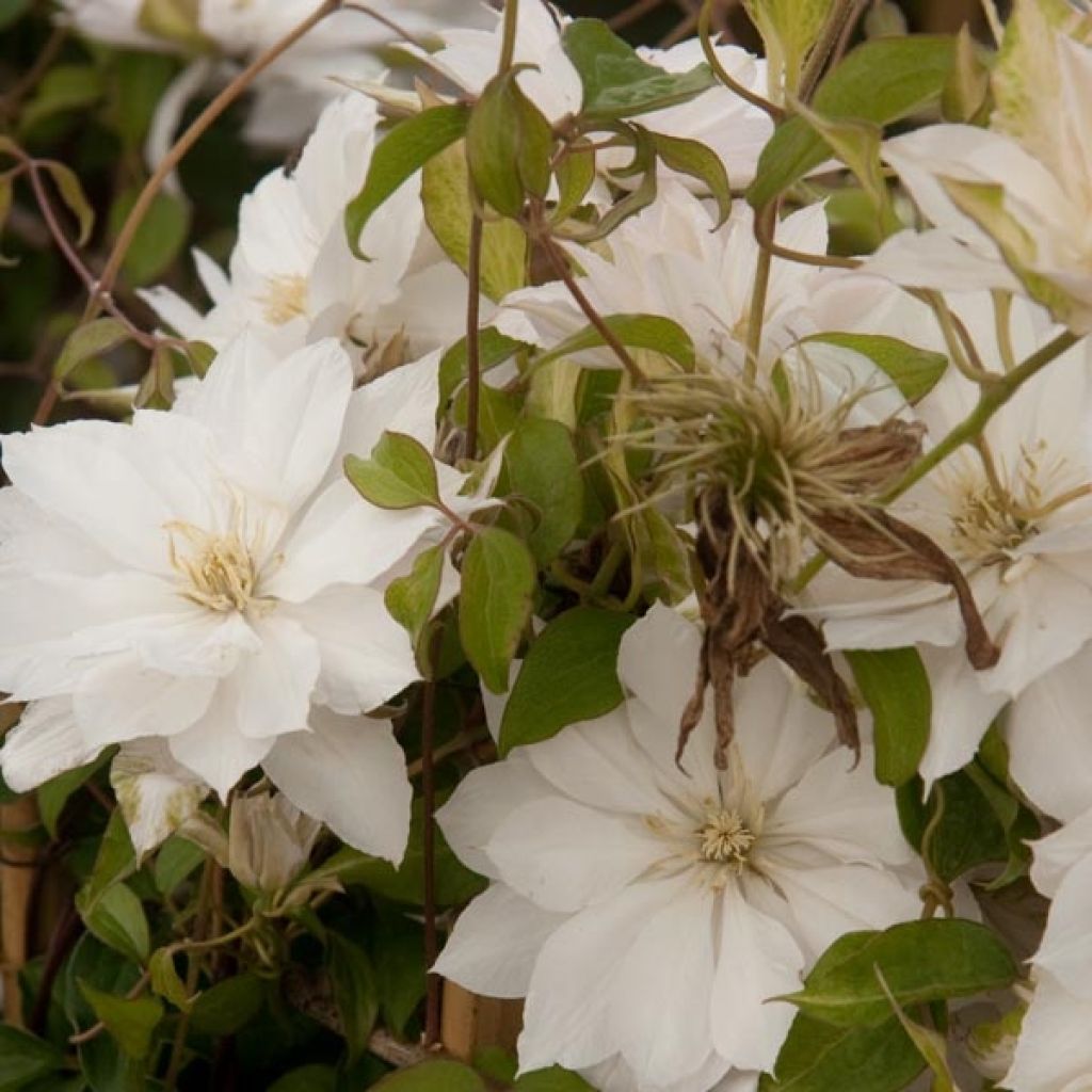 Clematis Dancing Dorien - Clematide