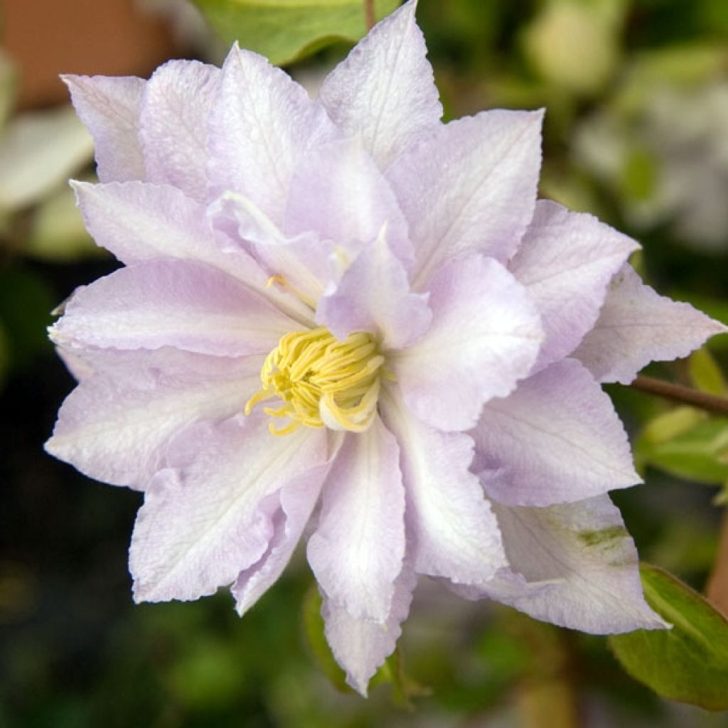 Clematis Dancing King - Clematide