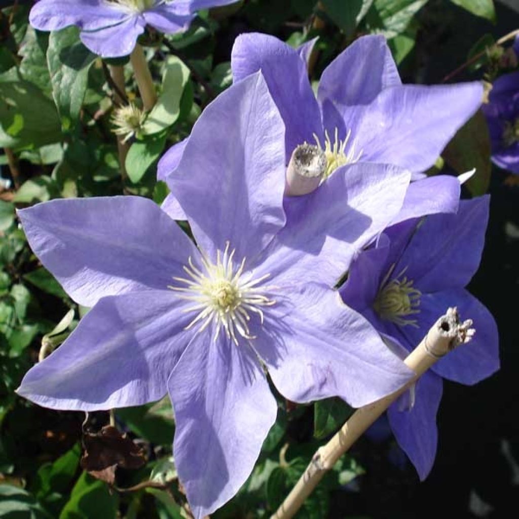 Clematis Fuji Musume - Clematide