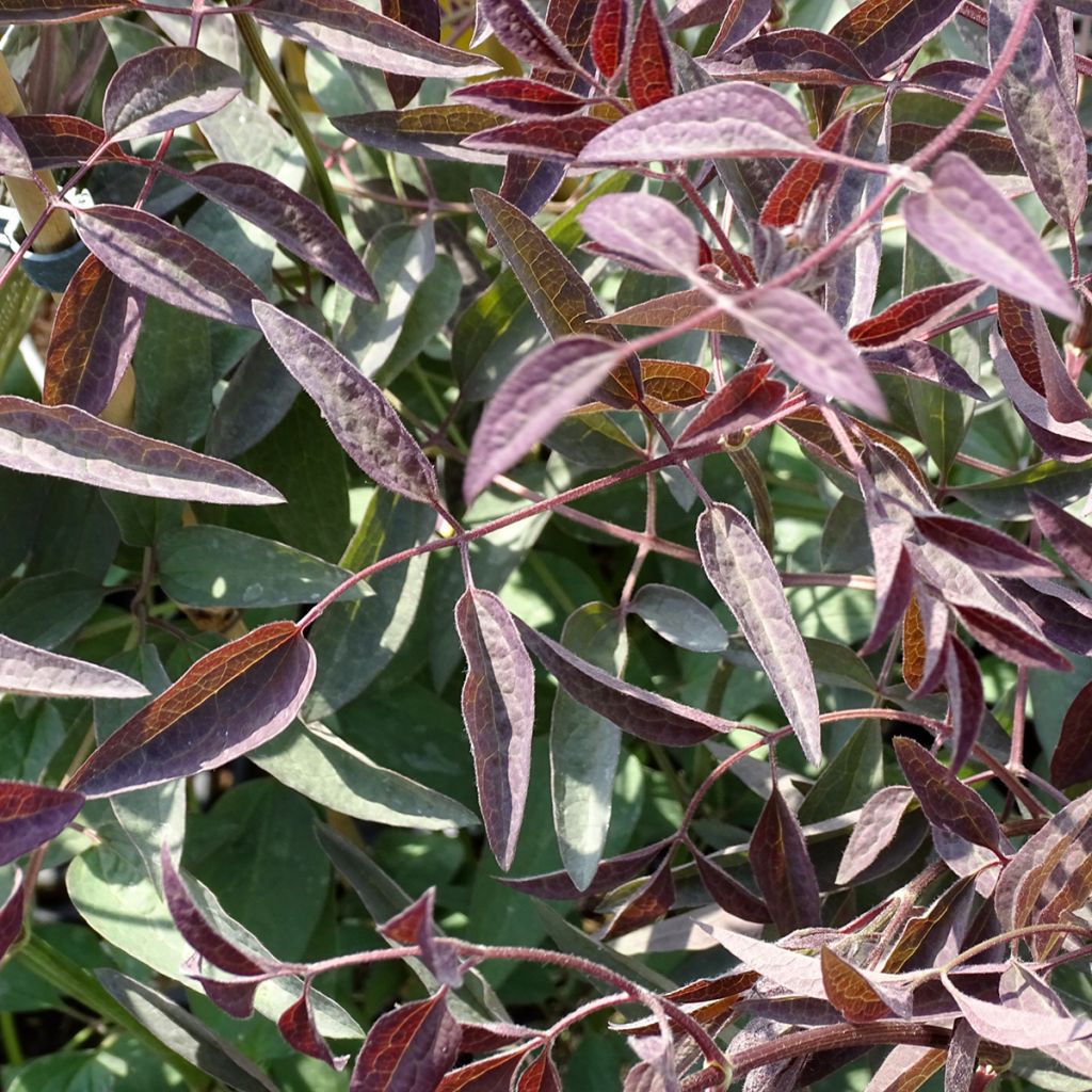 Clematis recta Purpurea - Clematide eretta