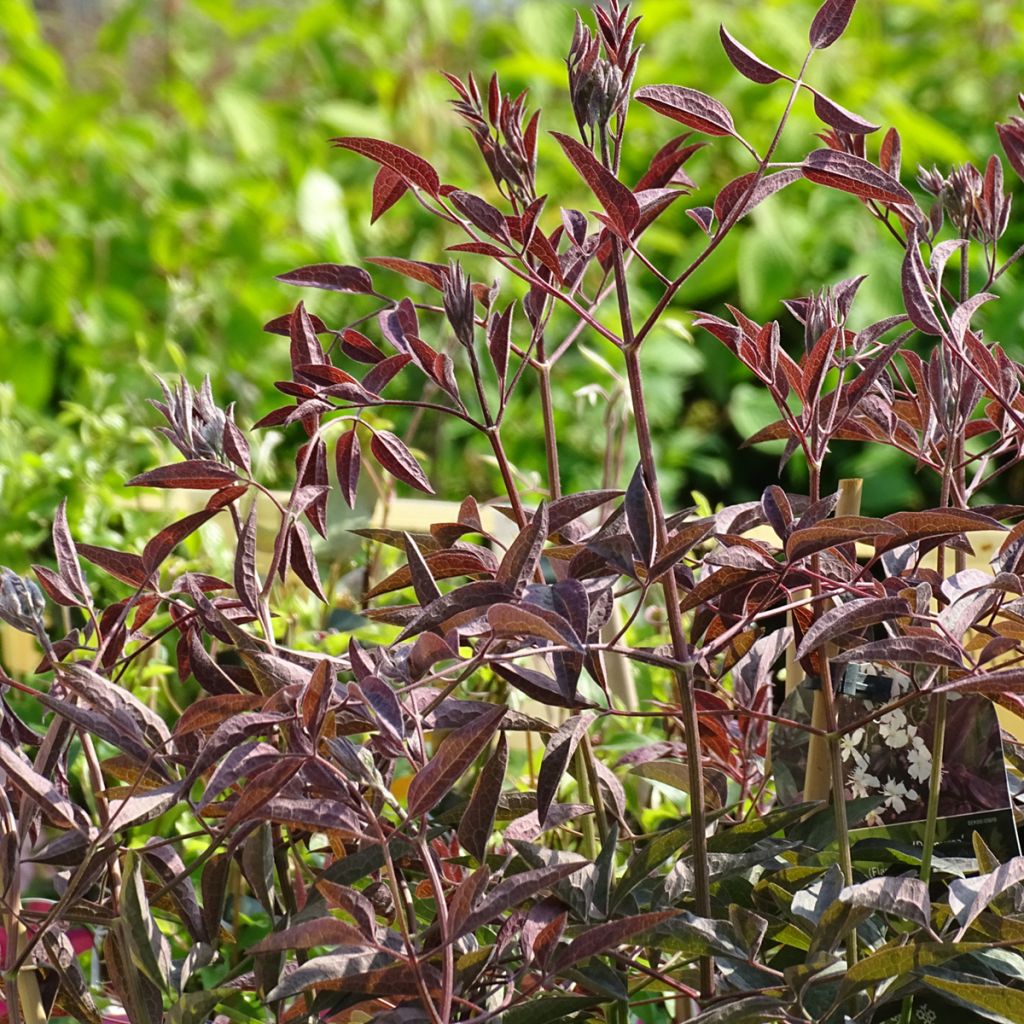 Clematis recta Purpurea - Clematide eretta