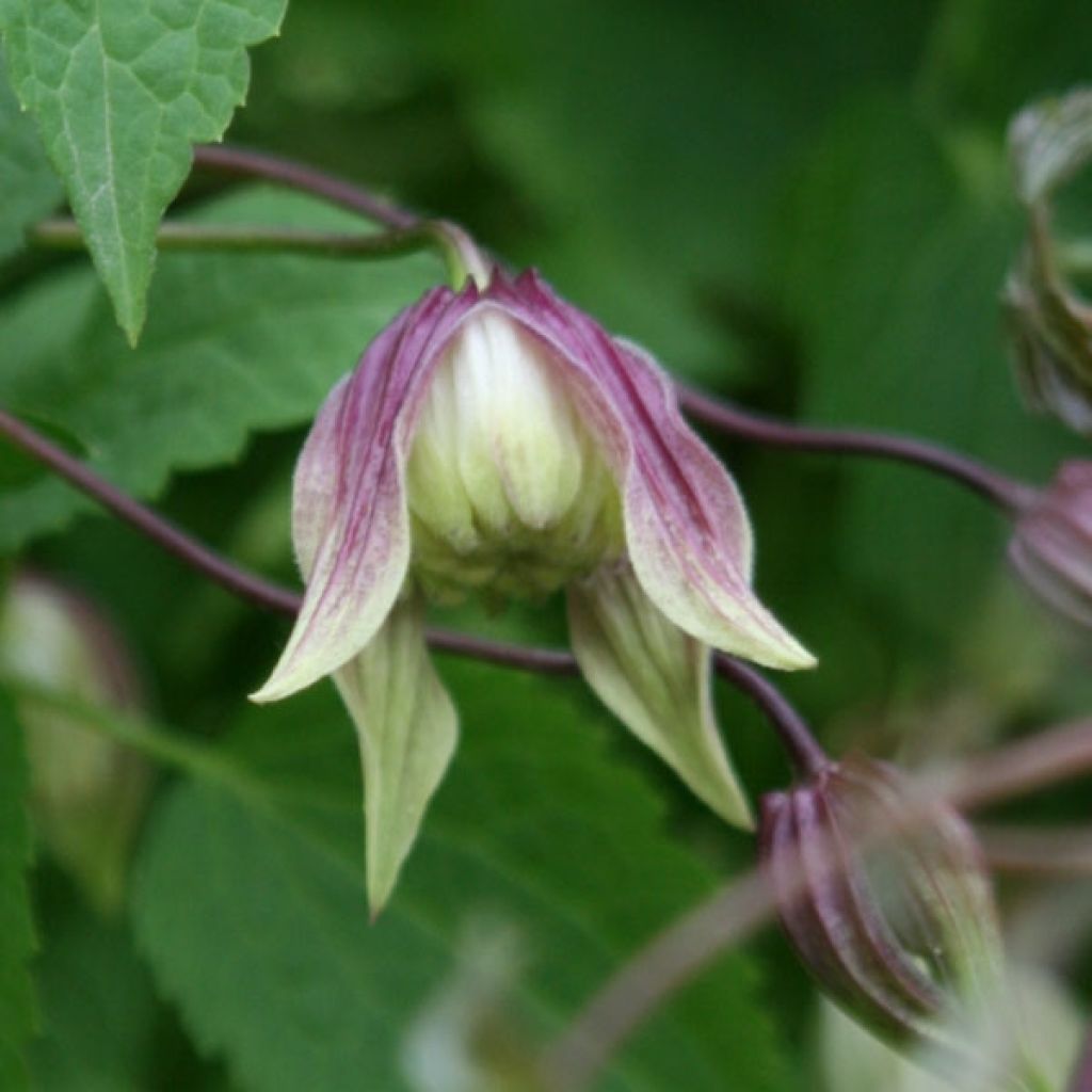 Clematis I am Red Robin - Clematide