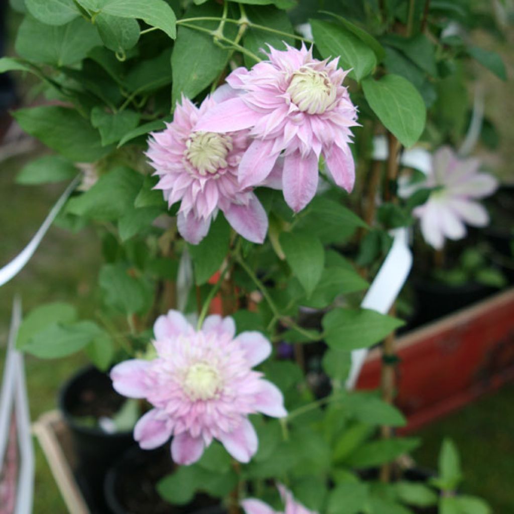 Clematis Joséphine - Clematide