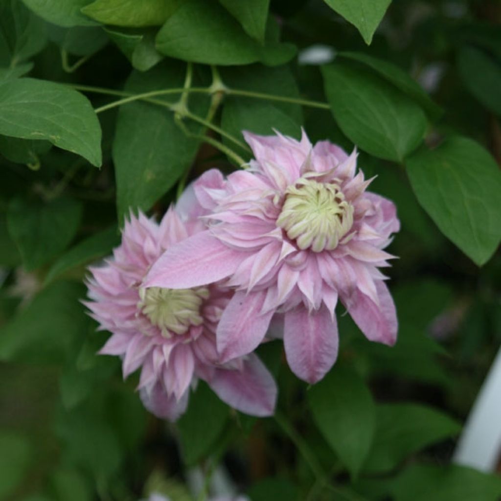 Clematis Joséphine - Clematide