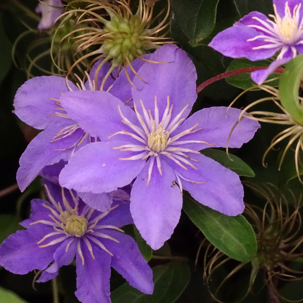 Clematis viticella Justa - Clematide