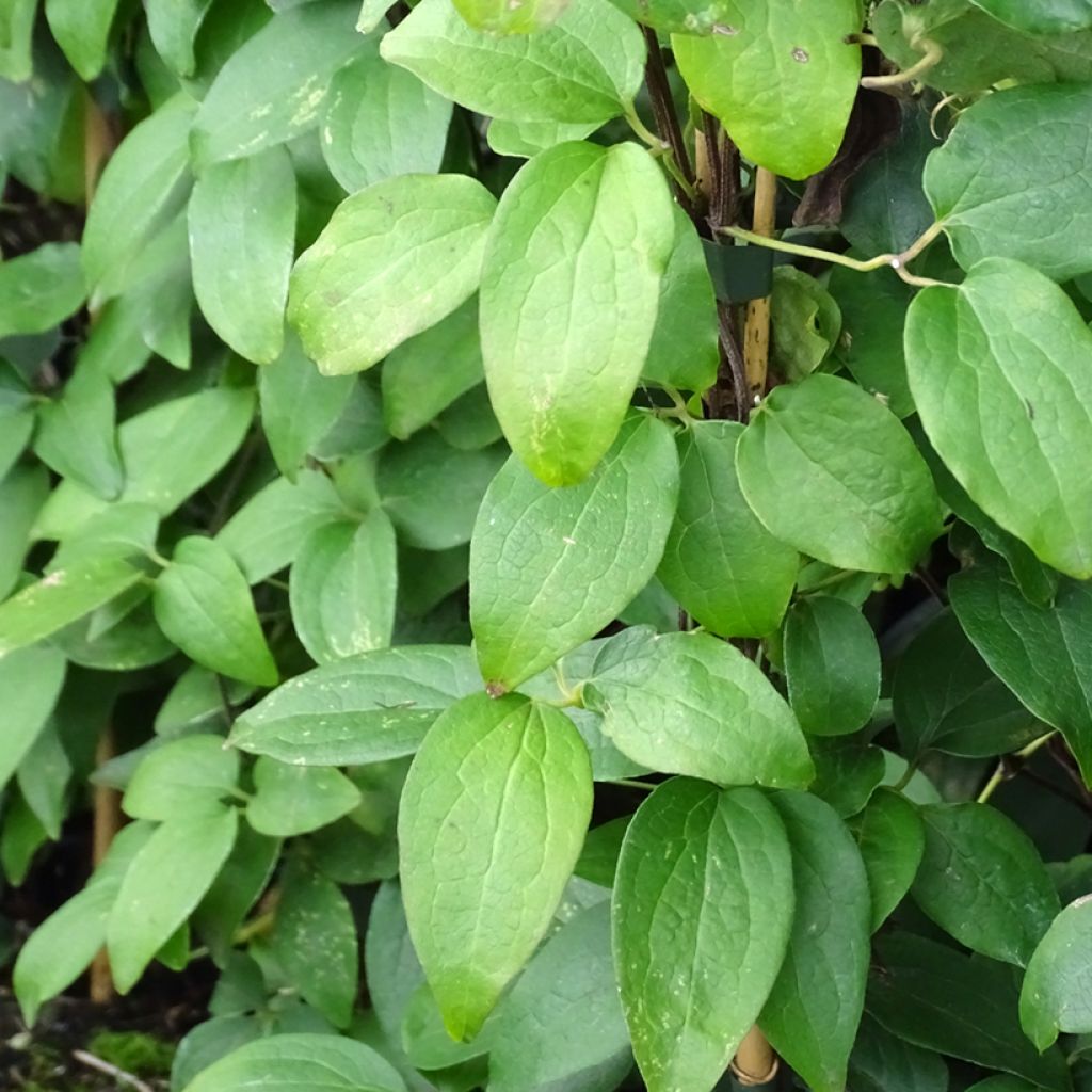 Clematis viticella Justa - Clematide