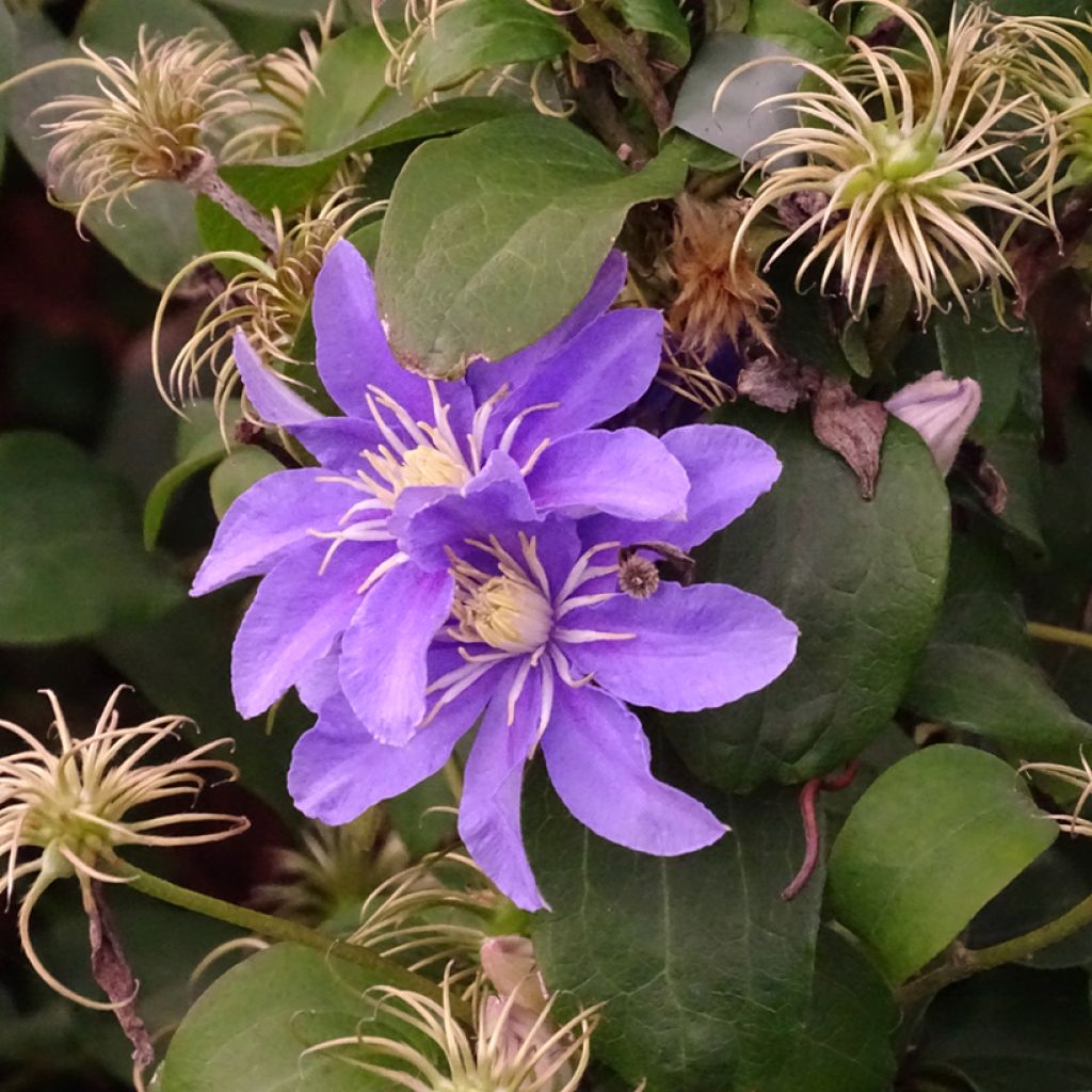 Clematis viticella Justa - Clematide