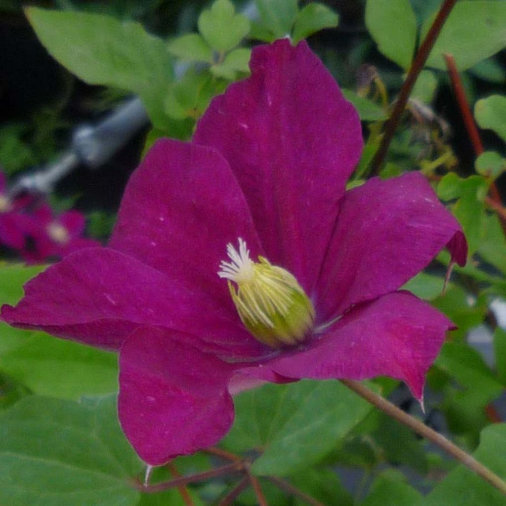 Clematis jackmanii Madame Edouard André - Clematide