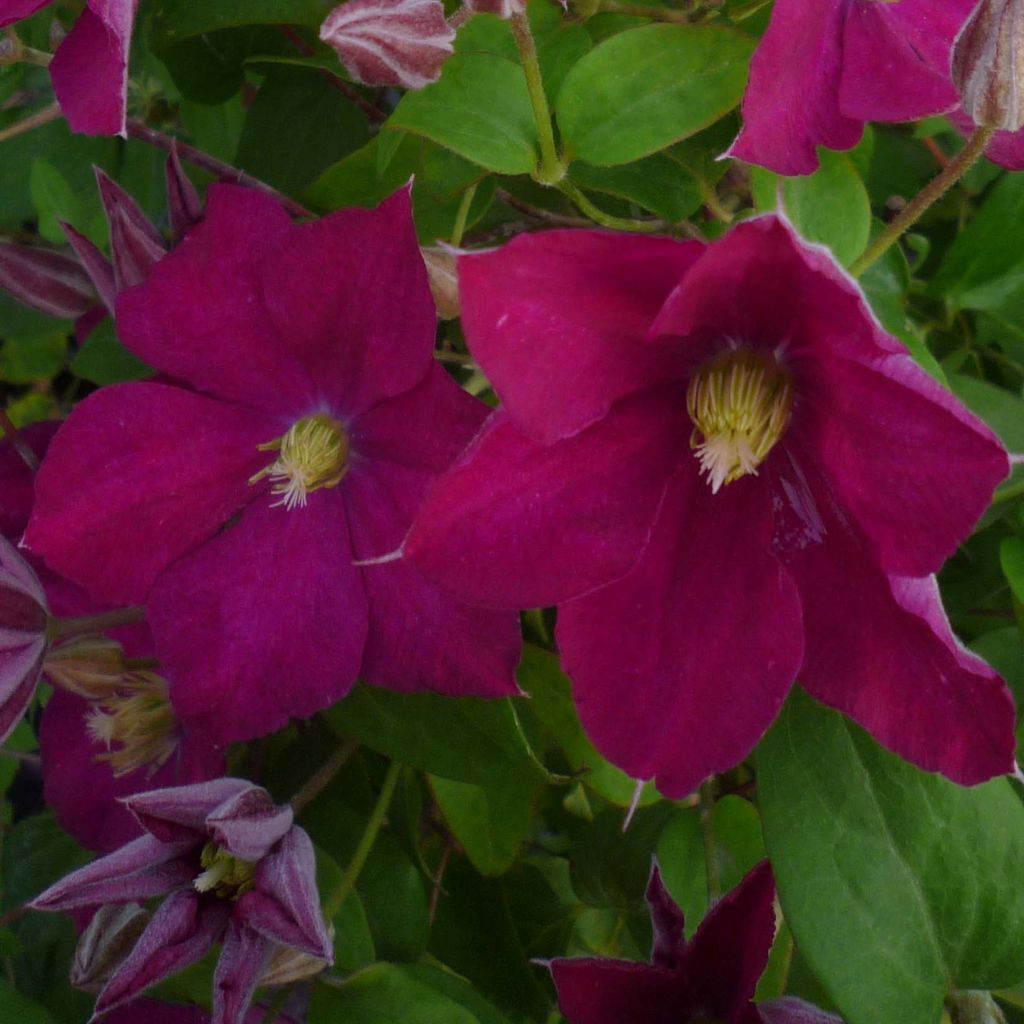 Clematis jackmanii Madame Edouard André - Clematide