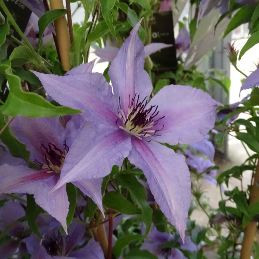 Clematis Proud Mary - Clematide