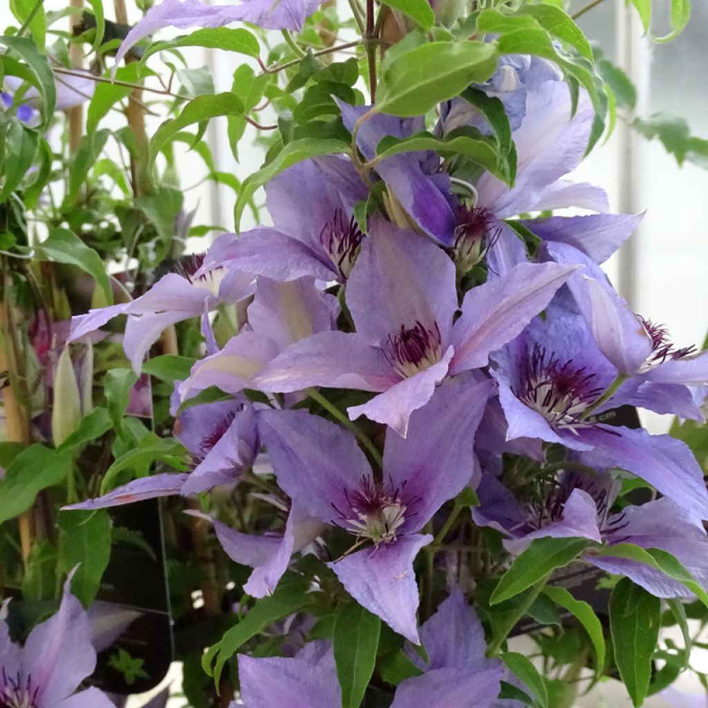 Clematis Proud Mary - Clematide