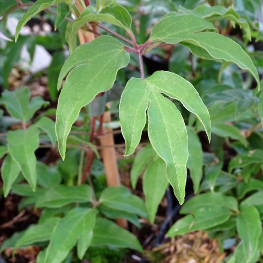 Clematis Proud Mary - Clematide