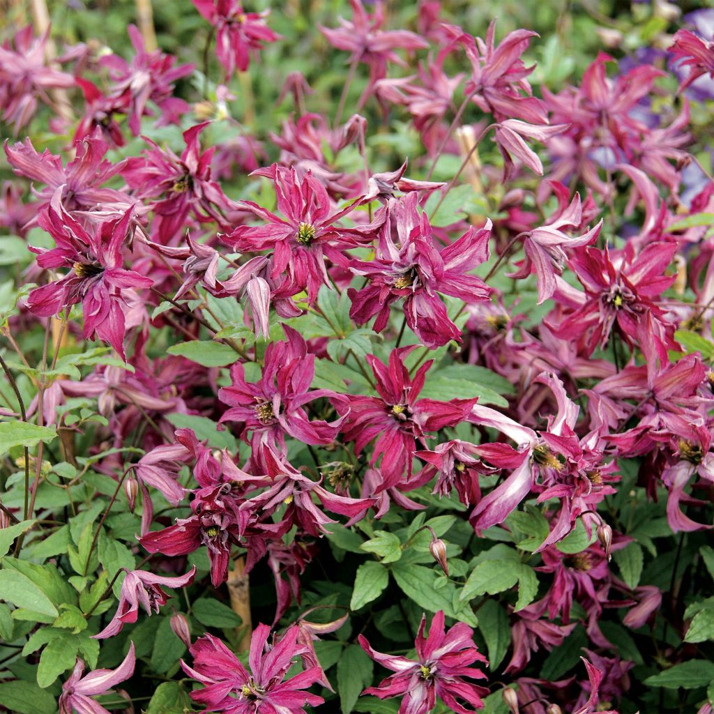 Clematis viticella Rosalyn - Clematide