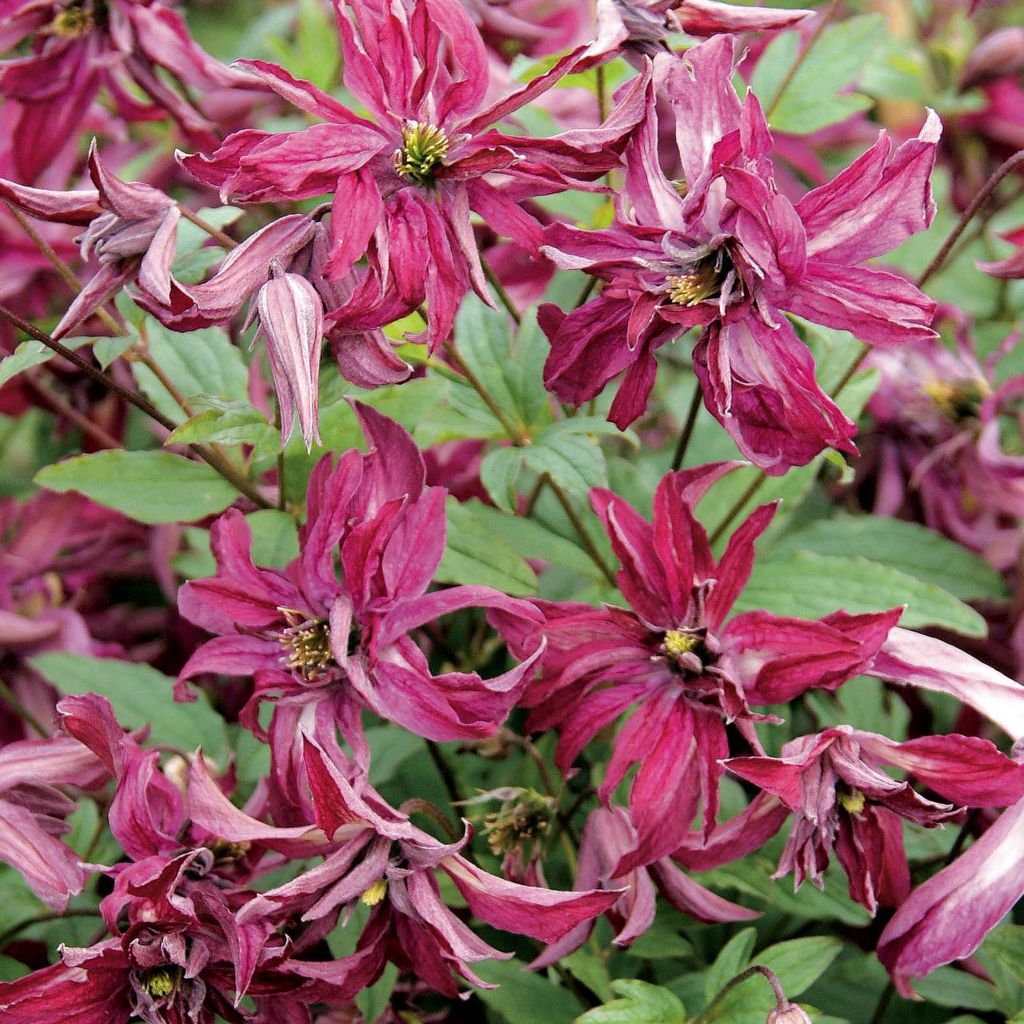 Clematis viticella Rosalyn - Clematide