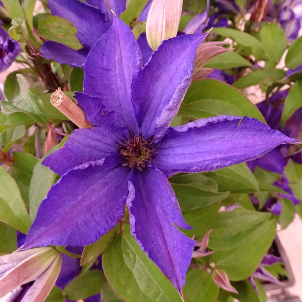 Clematis Viva la Vida - Clematide