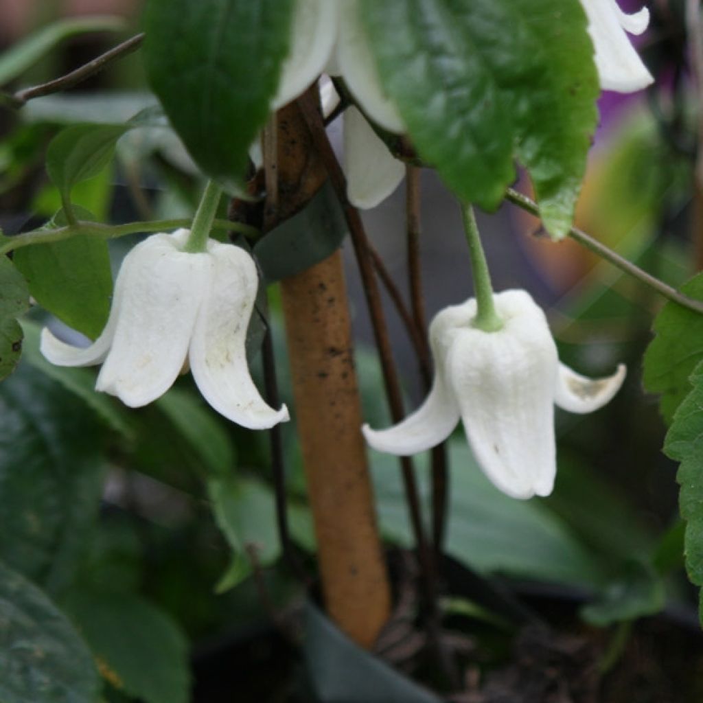 Clématite campanela Winter Beauty