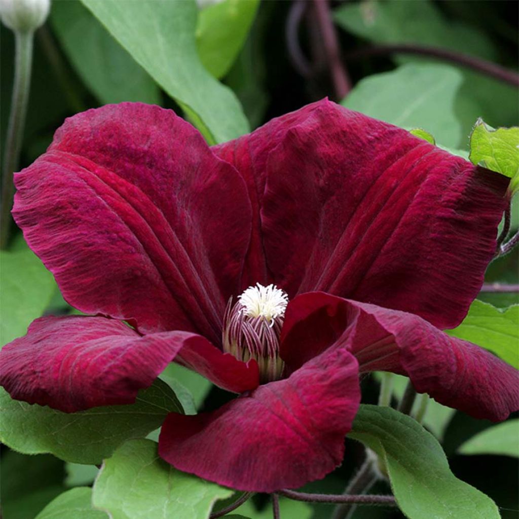 Clematis Rouge Cardinal - Clematide