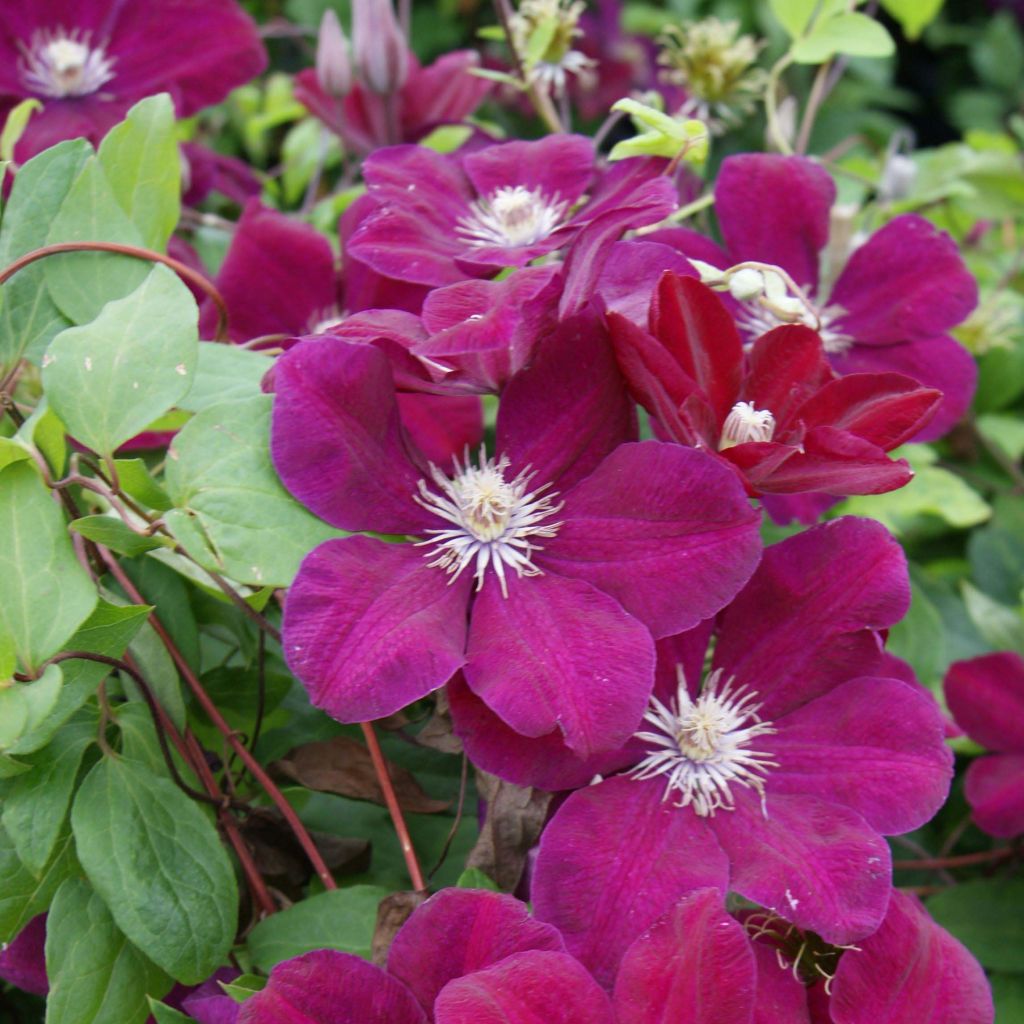 Clematis Rouge Cardinal - Clematide