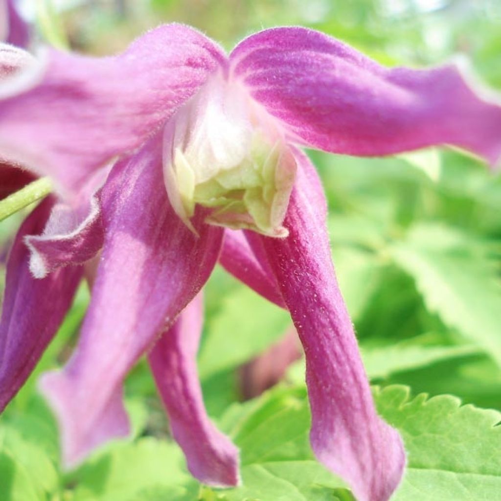 Clematis alpina Ruby - Clematide