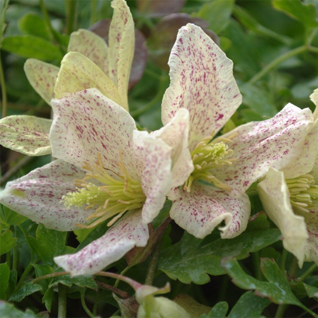 Clématite cirrhosa Winter Parasol - Clematis cirrhosa - Clématite de Noël