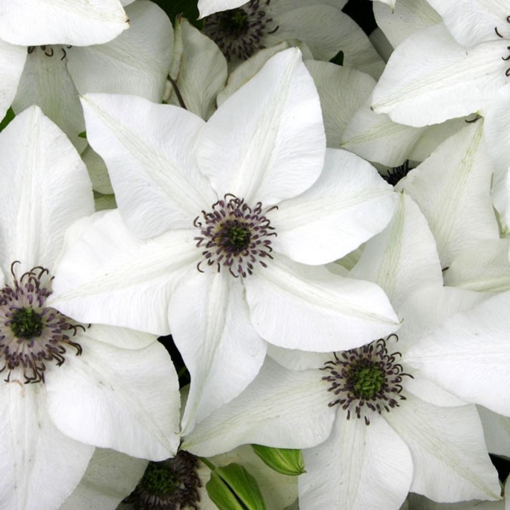 Clématite - Clematis Florida Pistacho