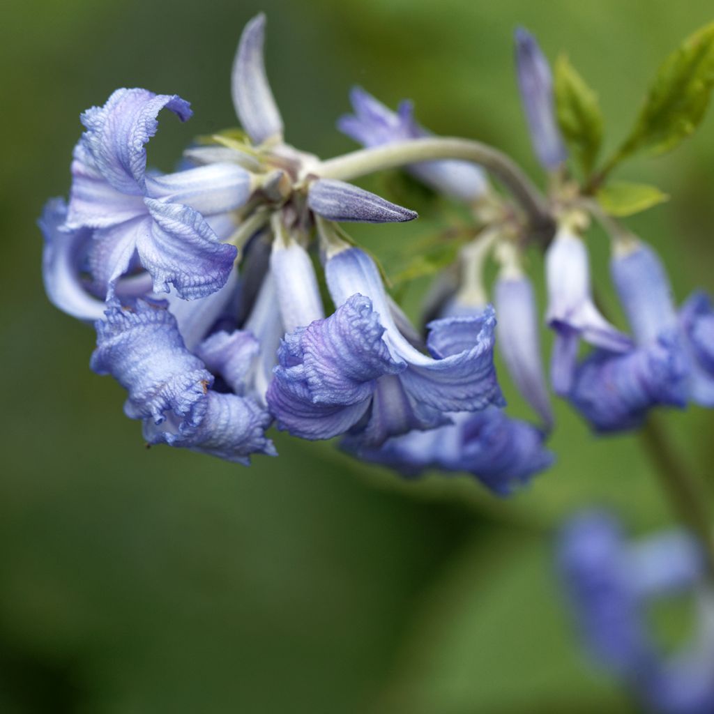 Clematis heracleifolia - Clematide