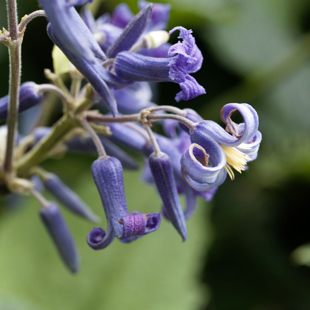 Clematis heracleifolia - Clematide