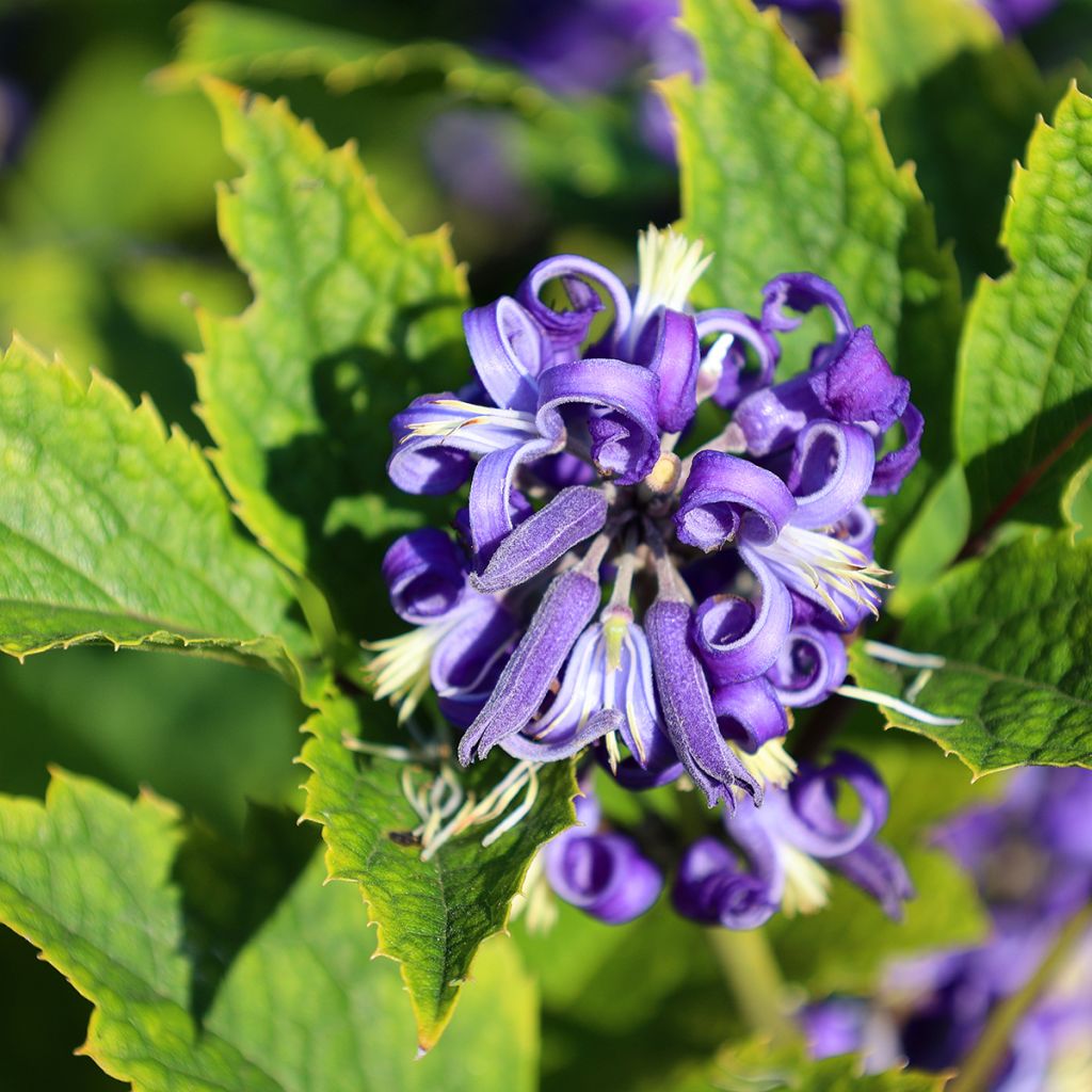 Clematis heracleifolia - Clematide